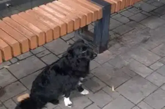 Найдена собака на ул. 7-й Гвардейской, Волгоград