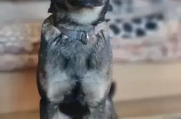 Пропала собака, Лопухинское СП, Ленобласть