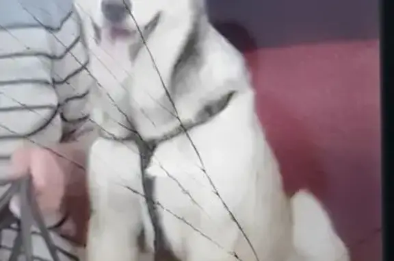 Пропала лайка на КП Снежинка, Мурманск