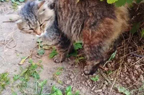 Найдена кошка, Новочебоксарск, фото: Кошка найдена: Южная ул., 6, Новочебоксарск