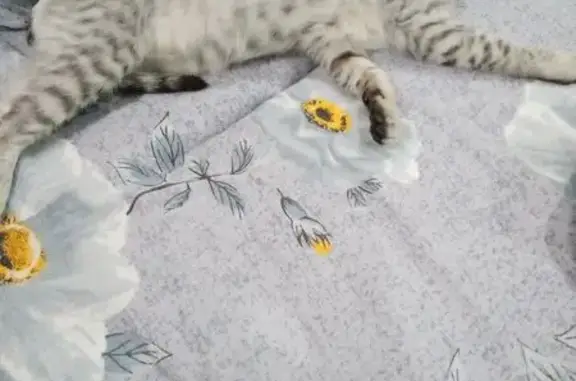 Кошка найдена: 65 комплекс, Набережные Челны