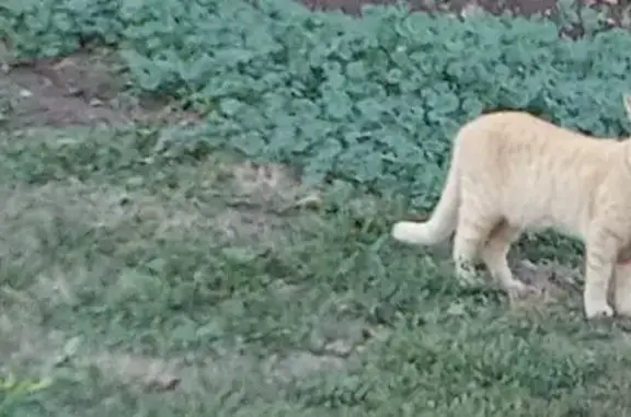 Пропала кошка, Чапаевск, Самарская обл.