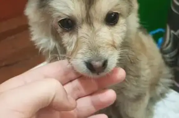 Собаки потеряшки, , фото: Потеряшка щенок, Совхозная 38, Рассказово