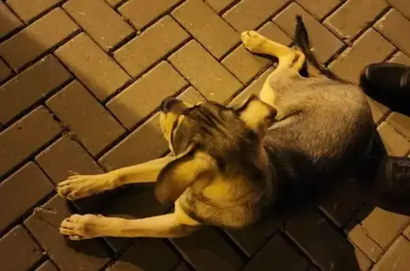 Найдена собака, , фото: Собака найдена на ул. Зубковой, Рязань