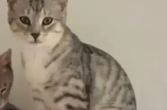 Кошки потеряшки, Реутов, фото: Потеряшка кошка, Советская ул. 20А, Реутов