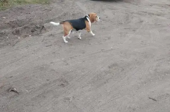 Найдена собака, , фото: Бигль найден в Уфе, Башкортостан