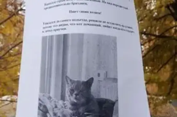 Кошка найдена: ул. Олега Кошевого, 6А
