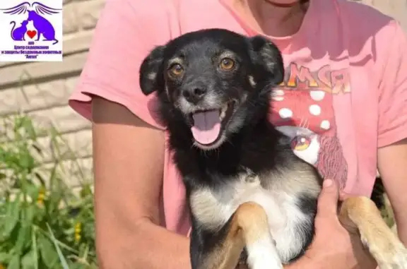 Пропала собака на Гражданском пр., 2