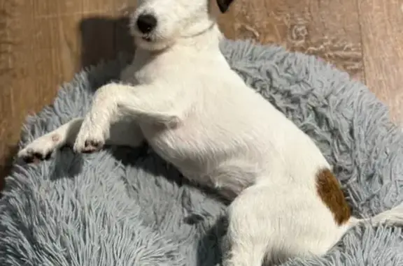 Собаки потеряшки, Москва, фото: Потеряшка собака, 46К-1032, Москва