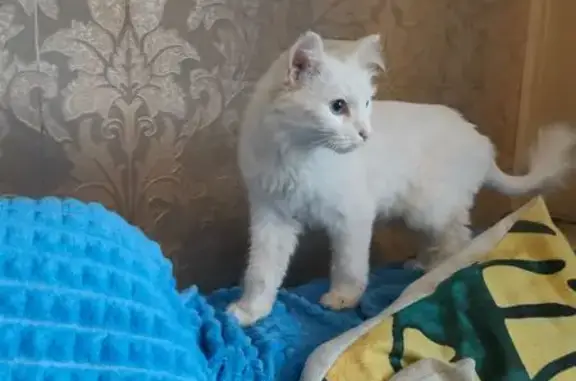 Найдена кошка, Самара, фото: Кошка найдена на Стромиловском шоссе