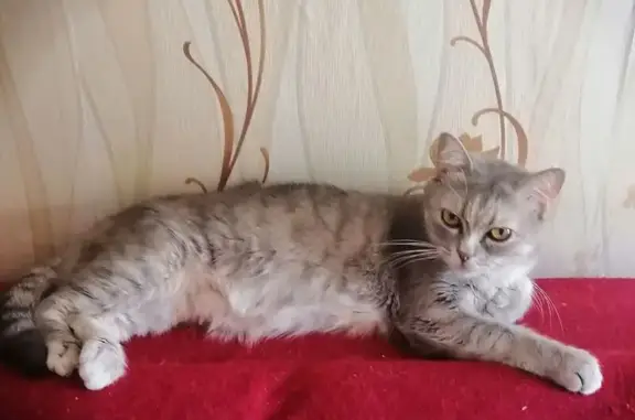 Объявления о пропавших и найденных животных, Канаш, фото: Пропала кошка, пр. Ленина 18, Канаш