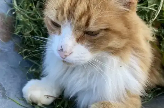 Кошки потеряшки, Шахунья, фото: Потеряшка кошка, ул. Фёдорова 22, Шахунья