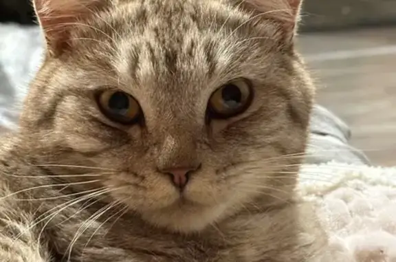 Пропала кошка, Большевистское поселение