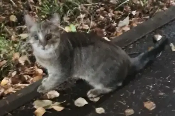 Найдена кошка, , фото: Котенок найден: Парковая ул., Ижевск