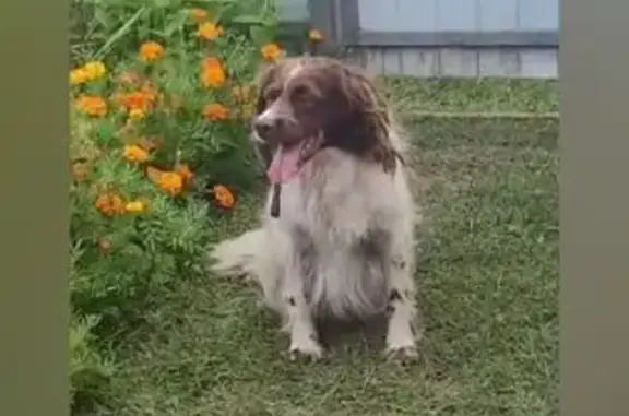 Собаки потеряшки, Тамбовская область, фото: Потеряшка собака, Тамбов, 7.10.2025