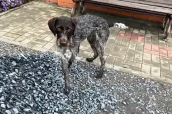 Найдена собака, Новошахтинск, фото: Найдена собака, Библиотечная ул., Новошахтинск