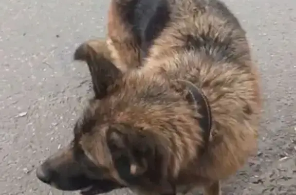 Найдена собака, Московская область, фото: Собака найдена: Марфино, Мытищи