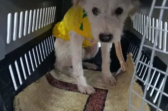 Собаки потеряшки, Ленинградская область, фото: Потеряшка собака в Сосново, Ленобласть