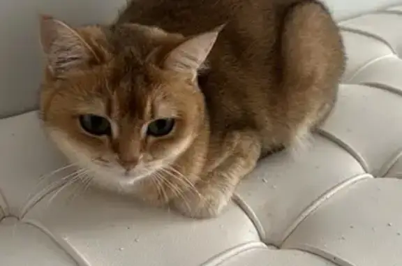 Кошки потеряшки, Гусь-Хрустальный, фото: Потеряшка рыжая кошка, Гоголя 18, Гусь-Хрустальный