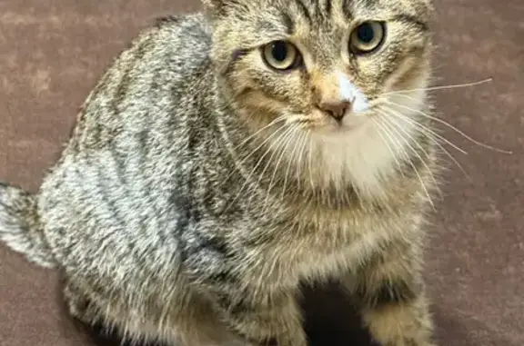 Найдена кошка, Строитель, фото: Найдена кошка, ул. 5 Августа, 5, Строитель