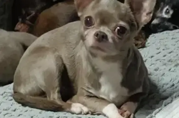 Пропала чихуахуа, Настасьино, 46Н-04185