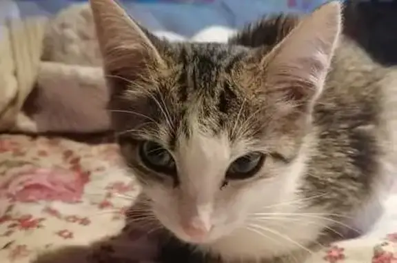 Кошка найдена у Магнита, Крауля 69, Екб.