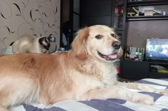 Пропала собака на ул. Маршала Крылова