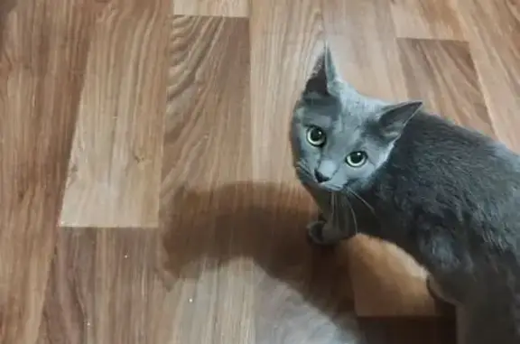 Пропала кошка Мышь, Каменка, Новосиб. обл.