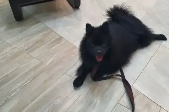 Найдена собака, , фото: Черный шпиц найден в МО