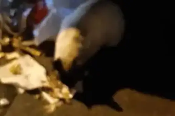 Кошка найдена у Алтайская 9А, Москва