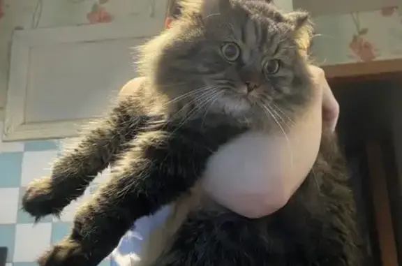 Кошки потеряшки, Вологда, фото: Потеряшка кошка Жора, Пошехонское шоссе 34