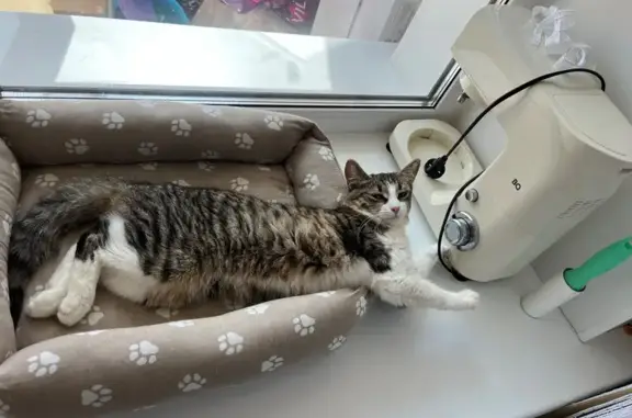 Кошки потеряшки, Шатовка, фото: Потеряшка кошка на ул. Шатовка, 29