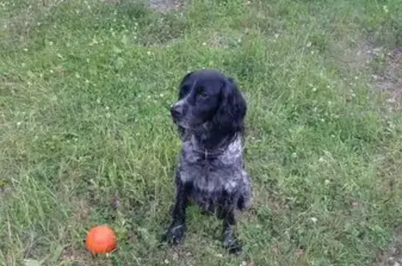 Собаки потеряшки, Свердловская область, фото: Потеряшка собака Бима, г. В.Пышма