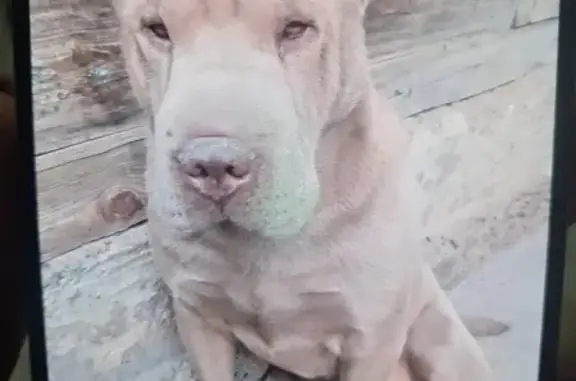 Пропала собака, Староладожская 34, Волгоград