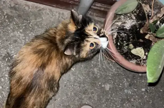 Найдена кошка, Казань, фото: Кошка найдена: ул. Батыршина, 40 к2, Казань