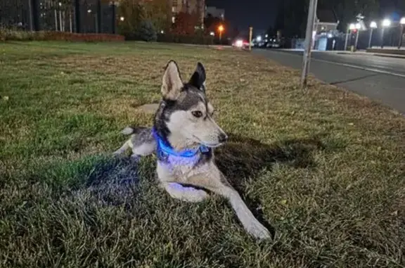 Найдена собака, Оренбург, фото: Найдена хаски: Новая ул, 21, Оренбург