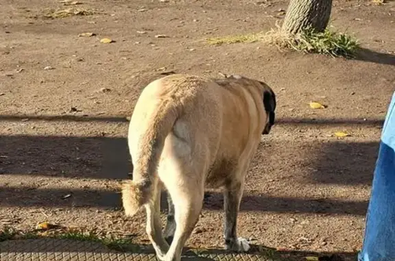 Собака найдена на Ленсовета, 95, СПб