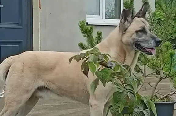 Объявления о пропавших и найденных животных, Балтийск, фото: Собака найдена: ул. Красная, Балтийск