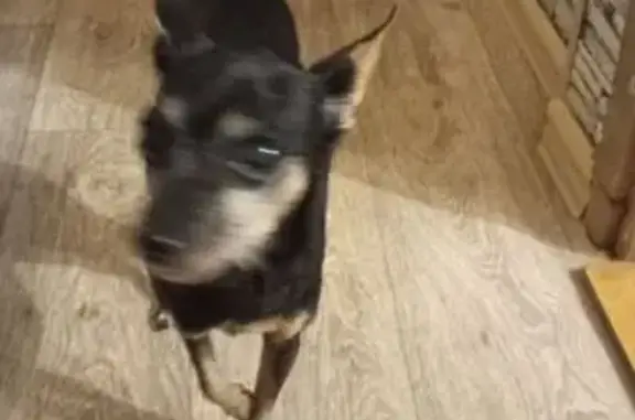 Найдена собака, Москва, фото: Собака найдена: Ореховый б-р, 37 к4