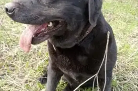 Пропала собака в Ступино, МО