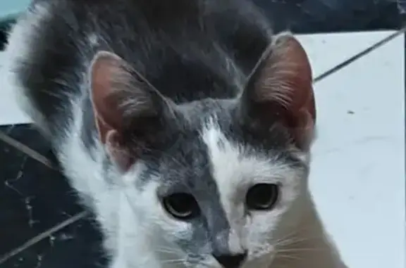 Пропала кошка, ул. Карбышева, 67, Казань