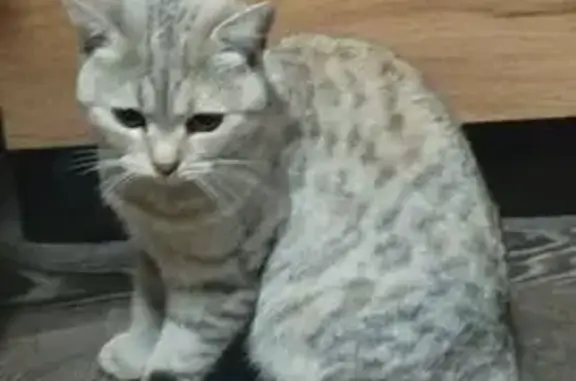 Найдена кошка, Кострома, фото: Кошка найдена у 