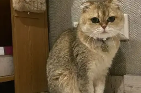 Пропала кошка, Радужная ул. 1А, Щёлково