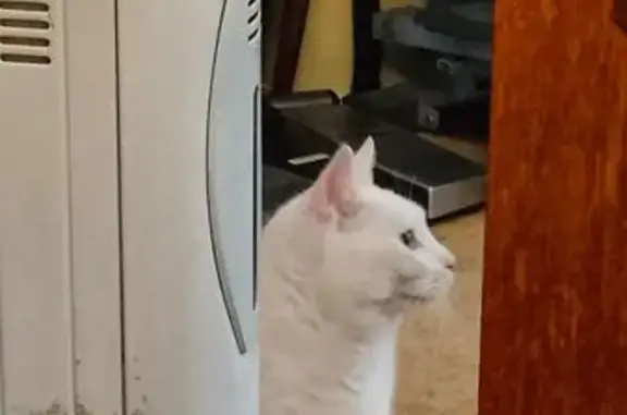 Кошки потеряшки, Самара, фото: Потеряшка кошка, Галактионовская 72, Самара