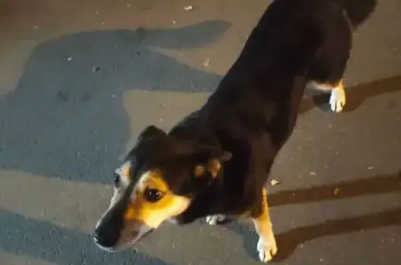 Собака найдена: ул. Карбышева, 15, Казань