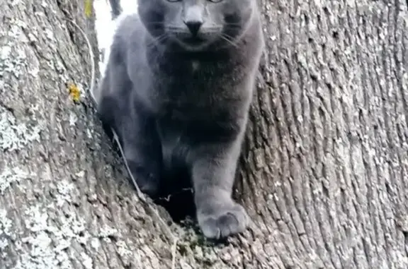 Кошка найдена в Плёсе, Ивановская область