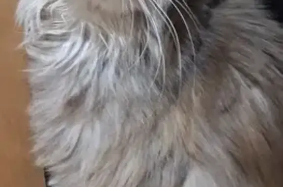 Кошка найдена: Гурьевский пр., 19 к1, Москва