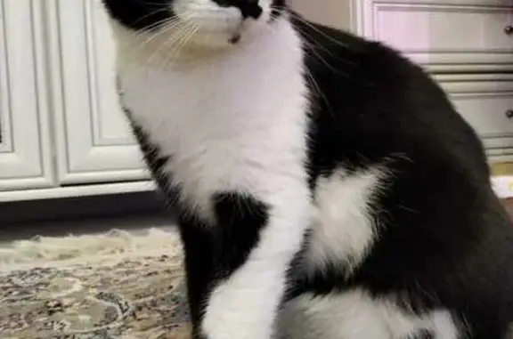 Пропал кот, Тихорецкий пер., Ростов-на-Дону