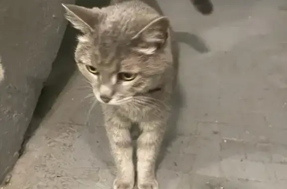 Найдена кошка, Москва, фото: Кошка найдена: ул. Инессы Арманд, 4 к1