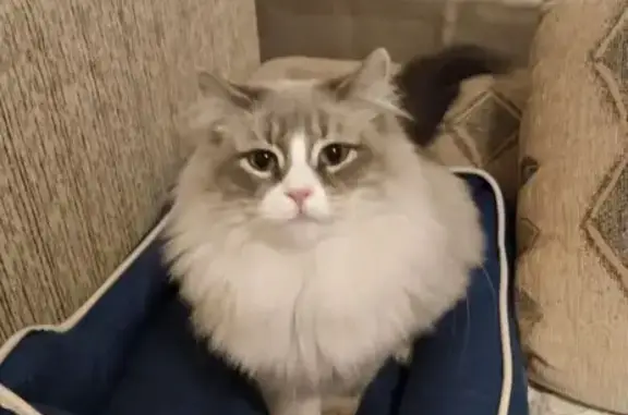 Пропала кошка, ул. Руднёвка, 33, Москва